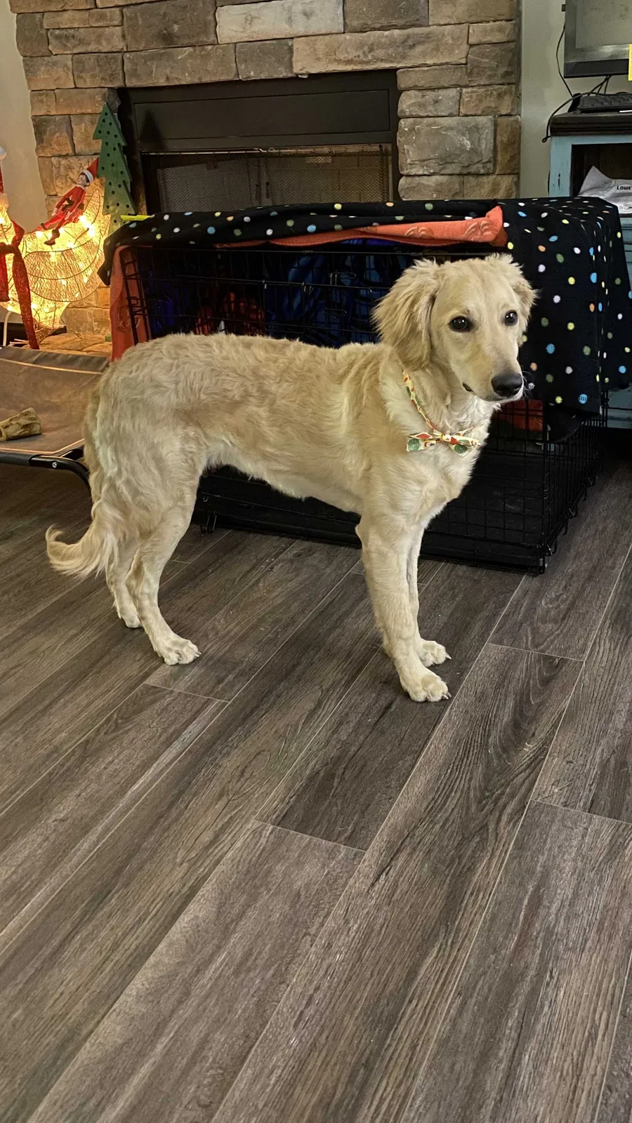 Lost dog in Murfreesboro, TN, 37130
