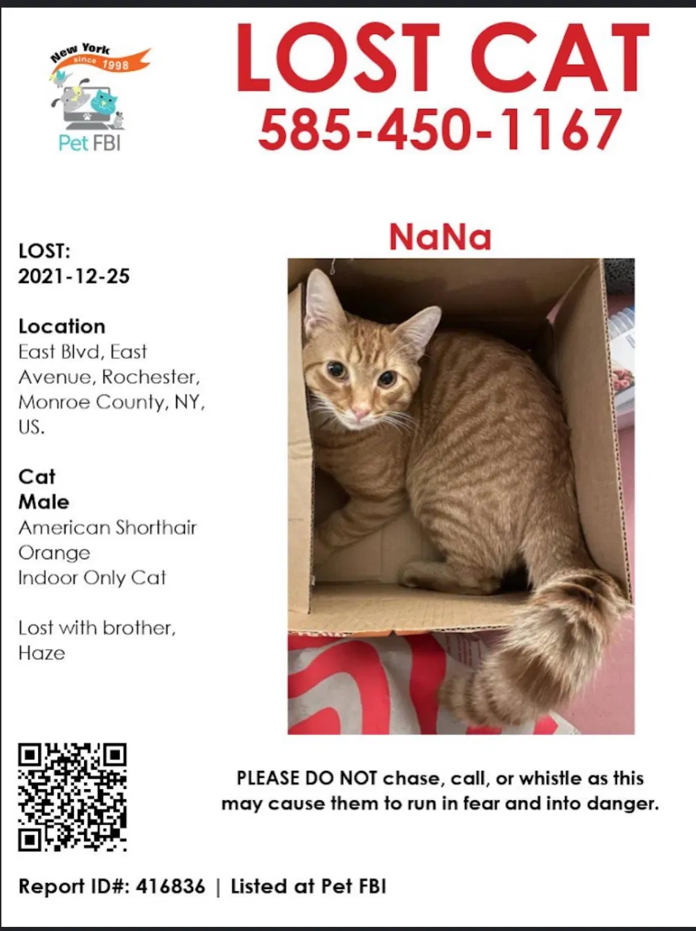 Lost cat in Rochester, NY, 14610