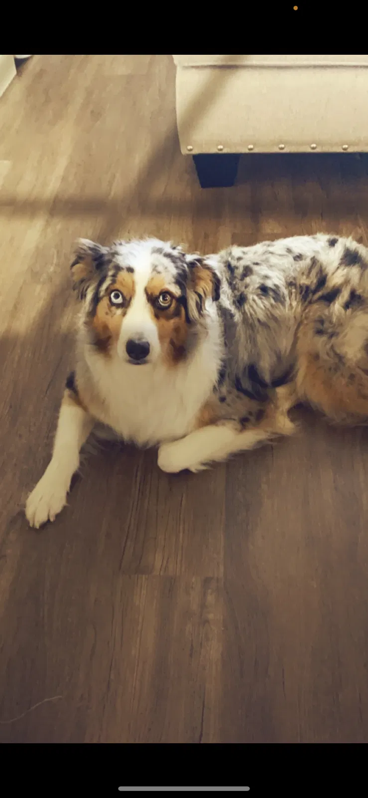 Lost dog in Converse, TX, 78109