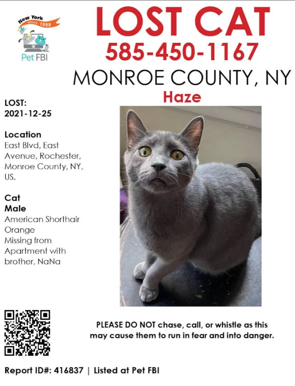 Lost cat in Rochester, NY, 14610
