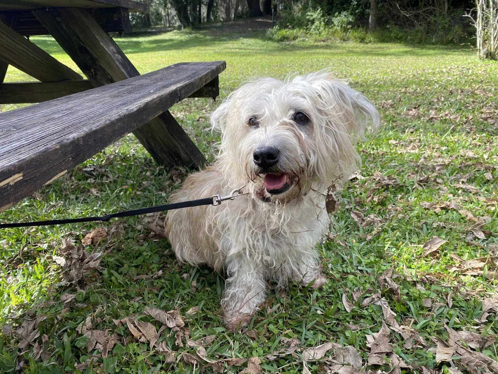 Lost dog in Orlando, FL, 32803