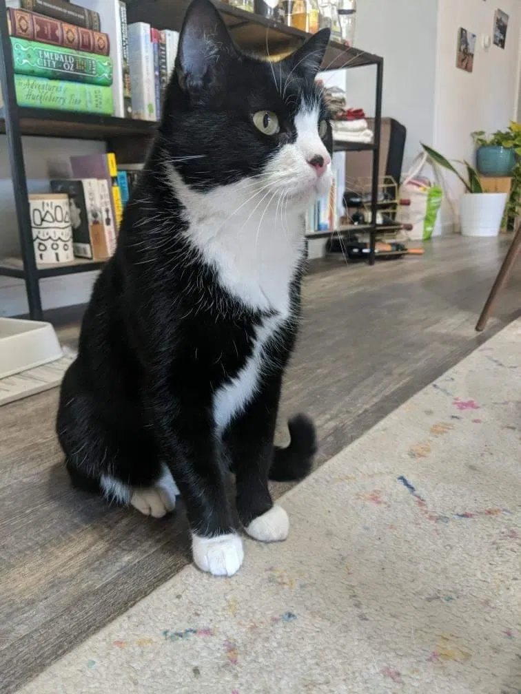 Lost cat in Lawrence, KS, 66046