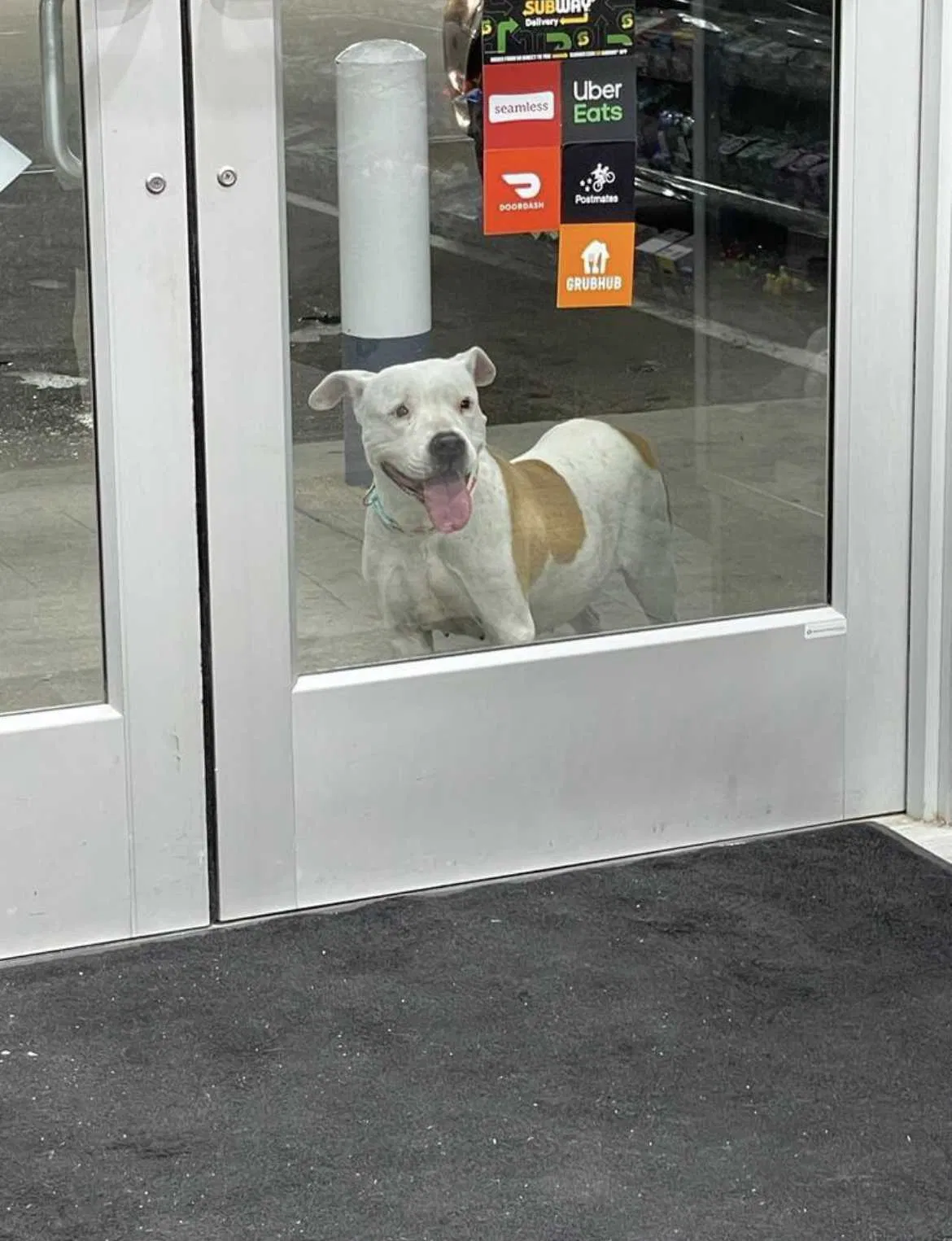 Lost dog in Houston, TX, 77044