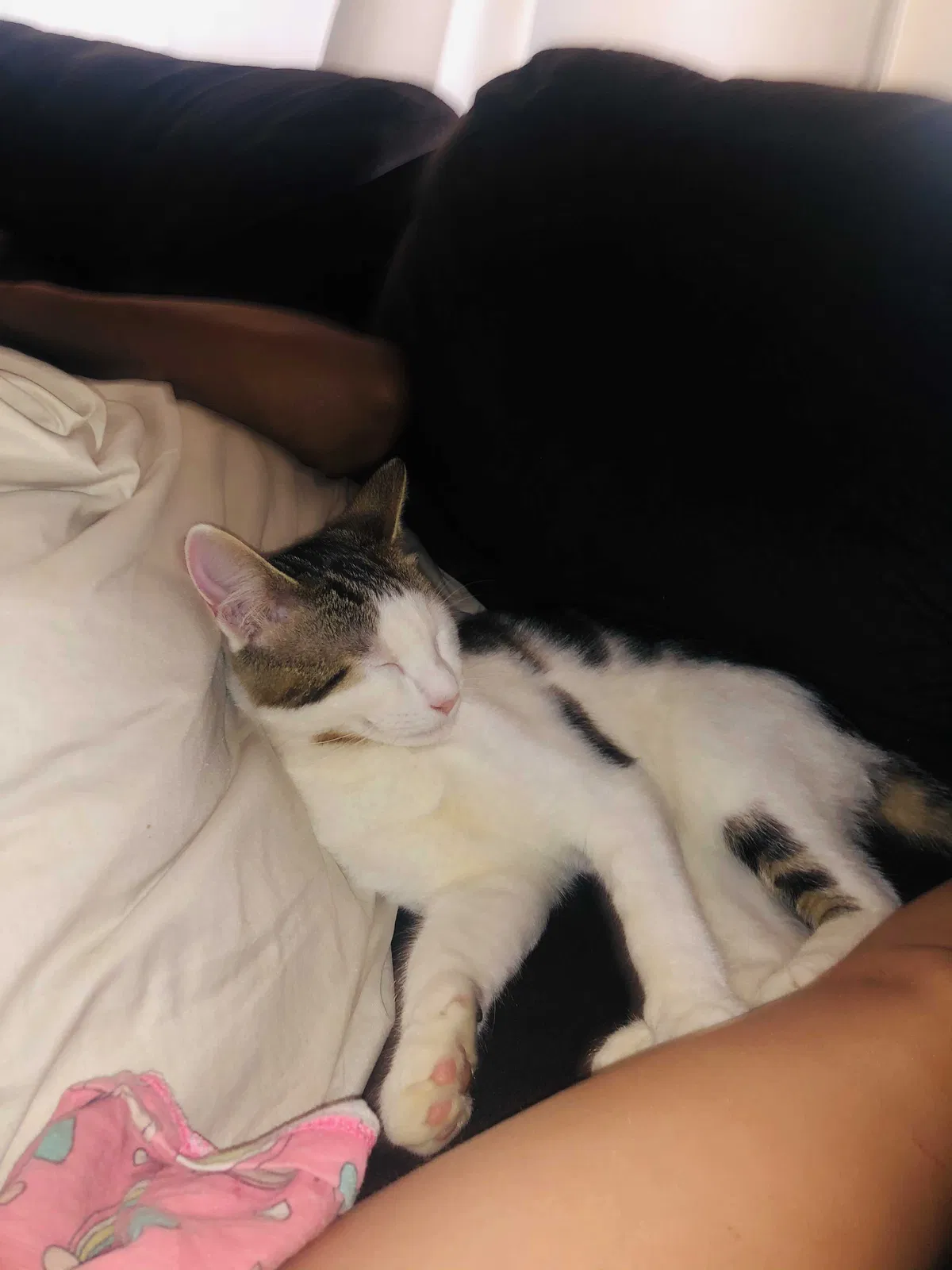 Lost cat in Brentwood, CA, 94513