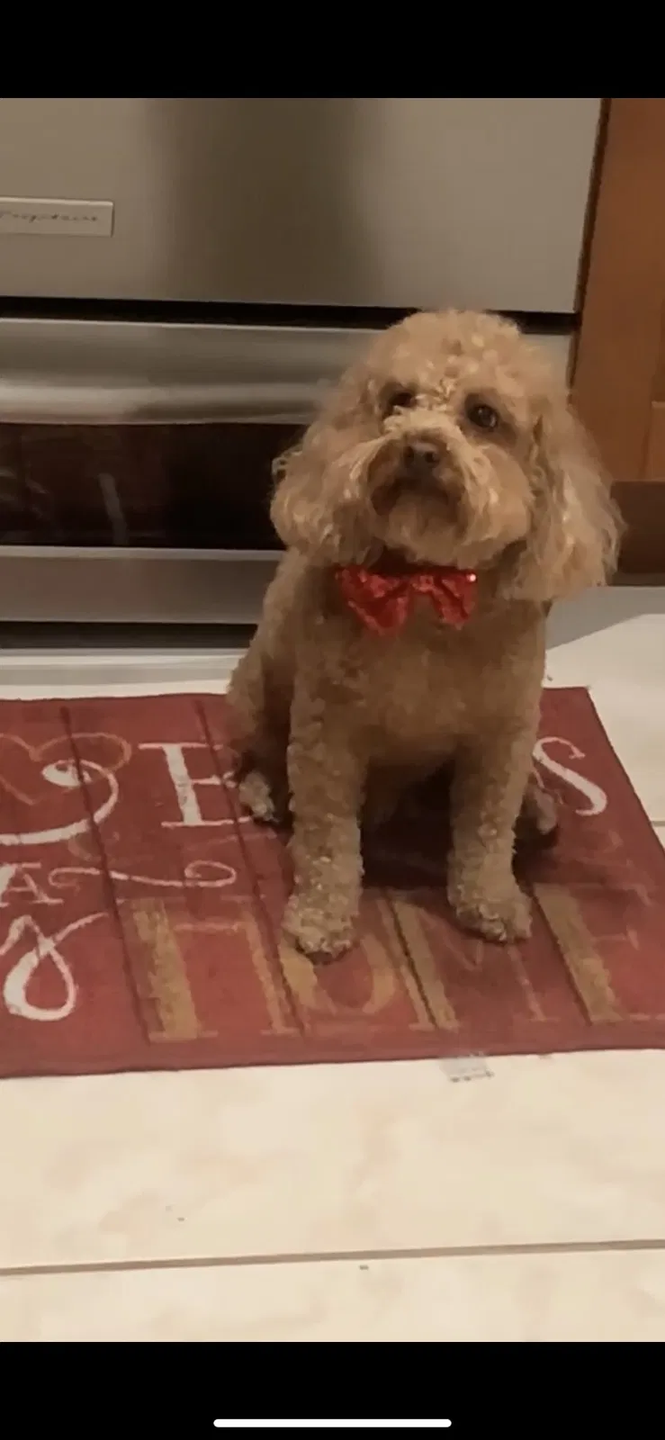 Lost dog in Tampa, FL, 33615