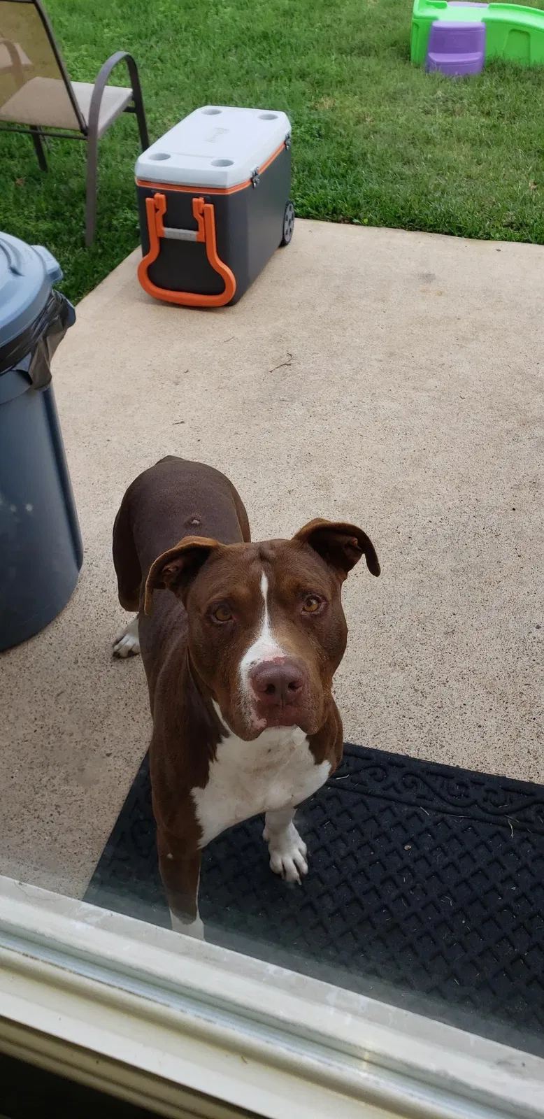 Found dog in Houston, TX, 77095