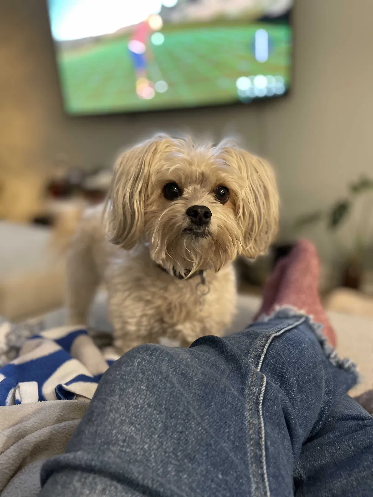 Lost dog in Fallbrook, CA, 92028