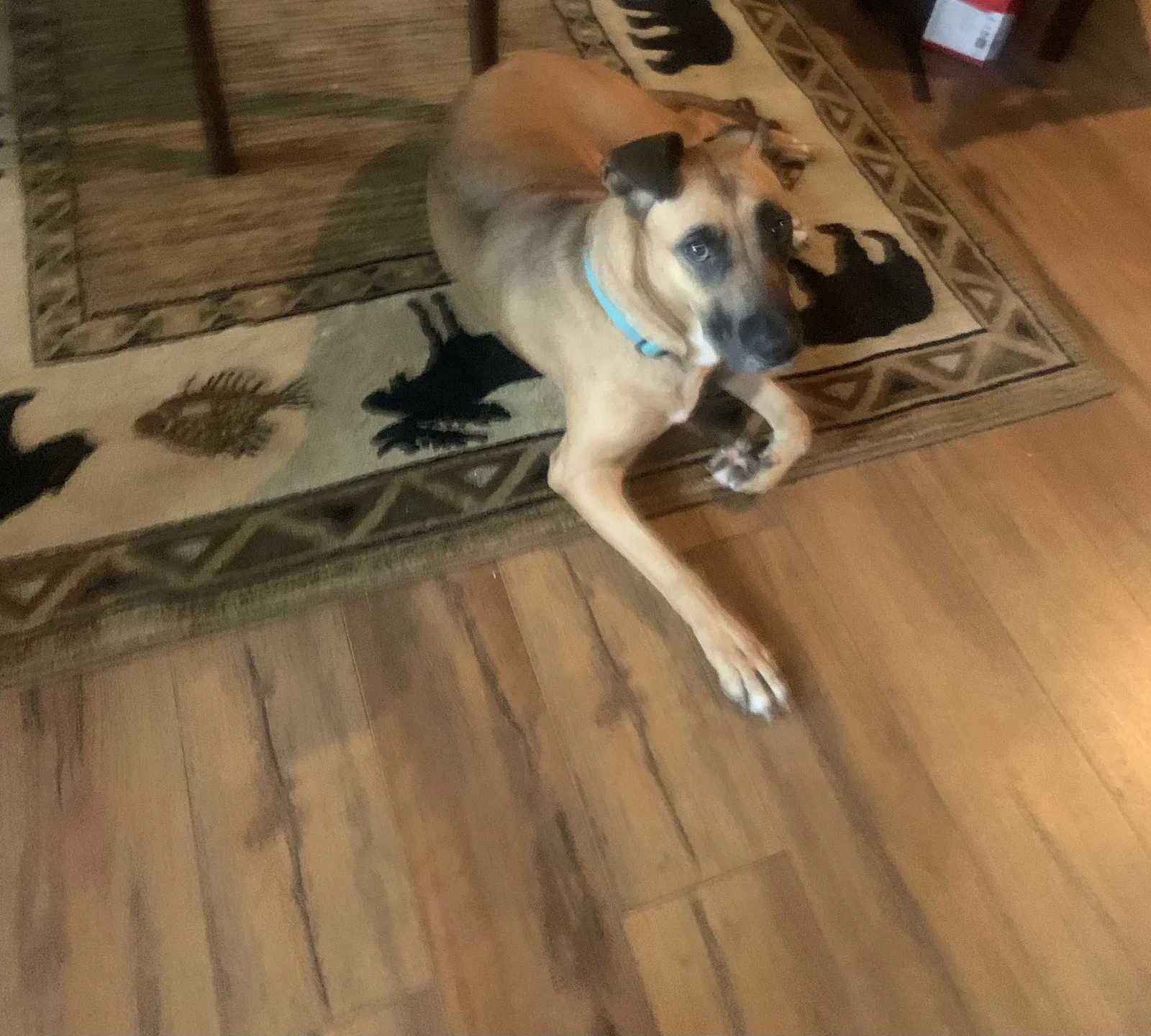 Lost dog in Anderson, SC, 29621