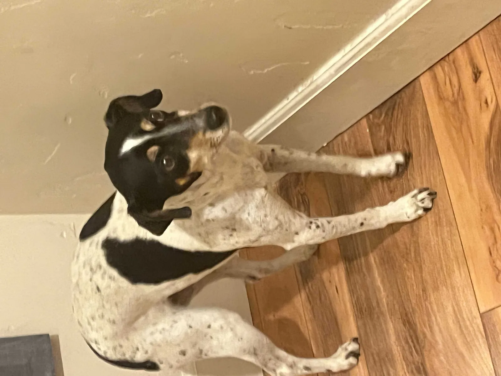 Found dog in Chula Vista, CA, 91911