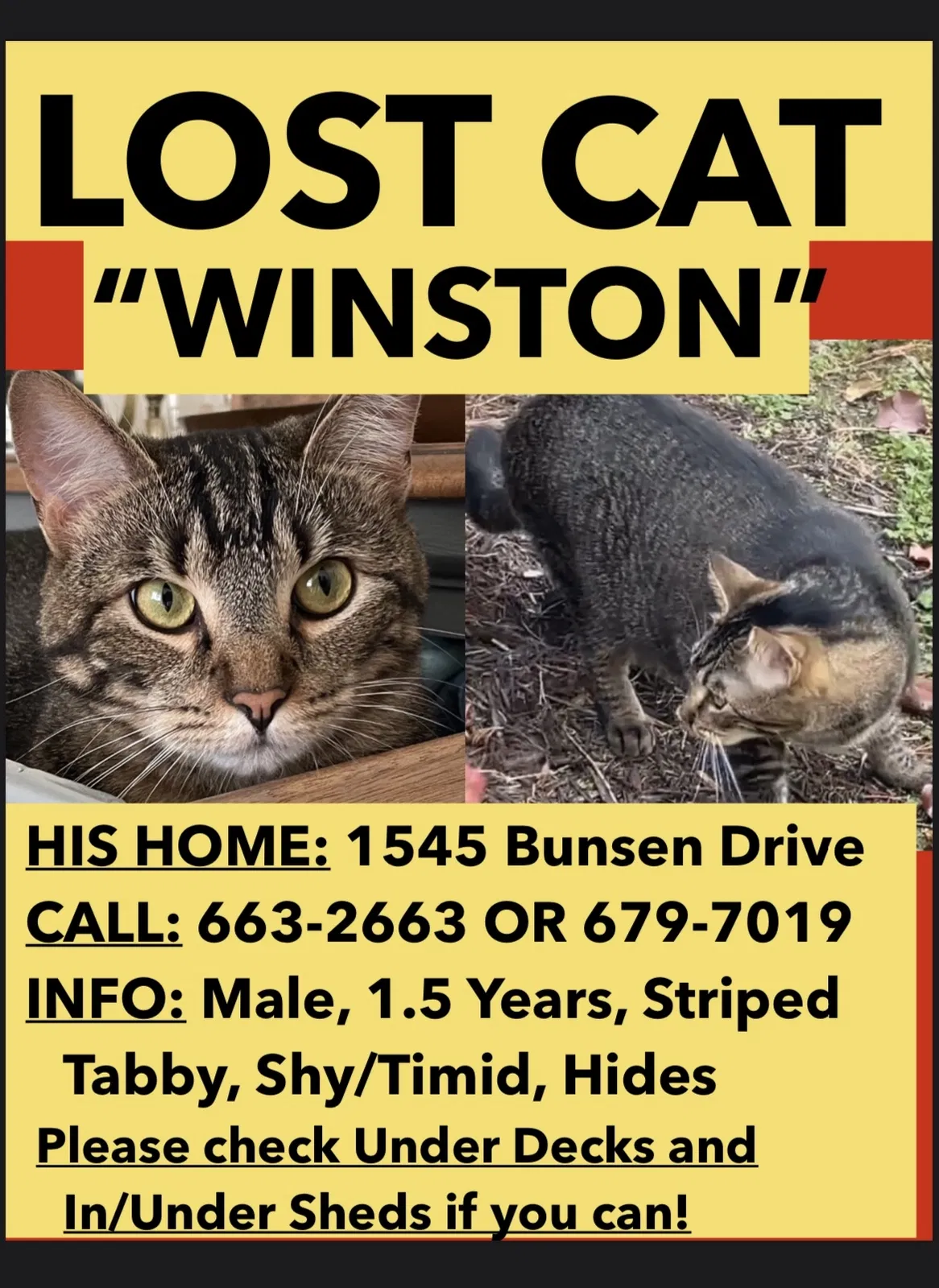Lost cat in Virginia Beach, VA, 23454
