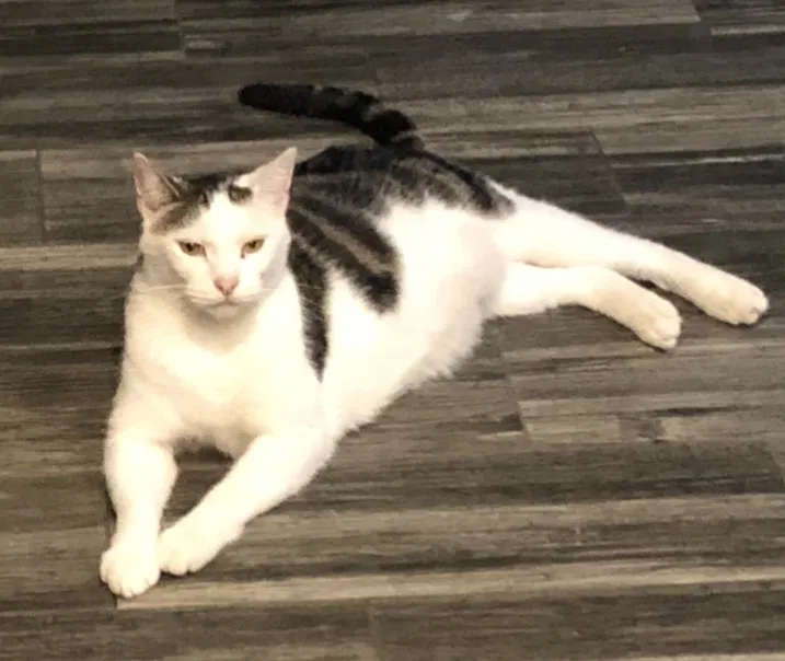 Lost cat in Whittier, CA, 90605