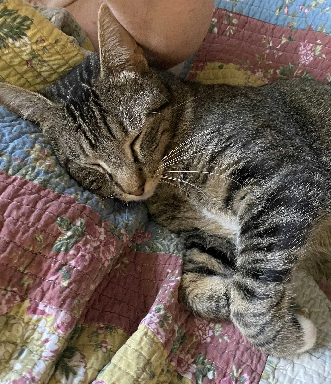 Lost cat in Yukon, OK, 73099