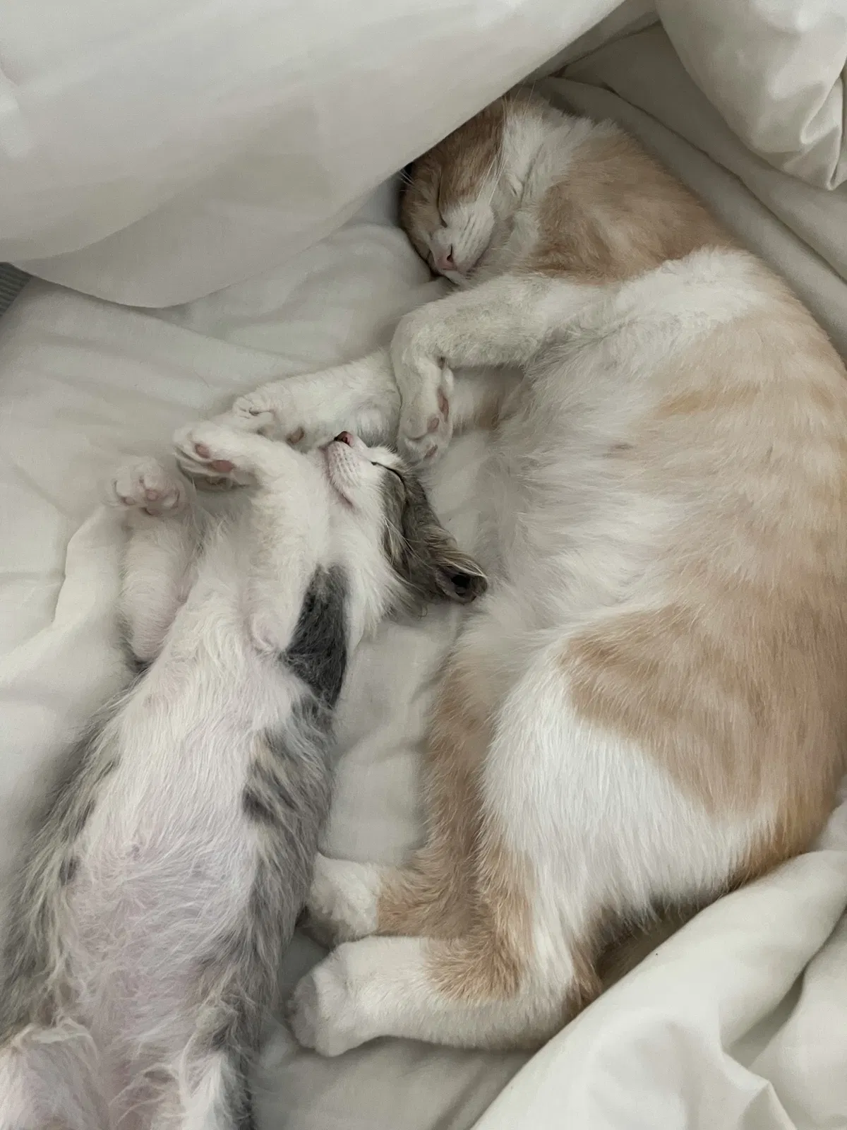 Lost cat in Irvine, CA, 92618