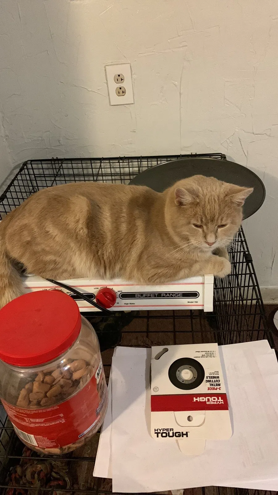 Lost cat in Herminie, PA, 15637