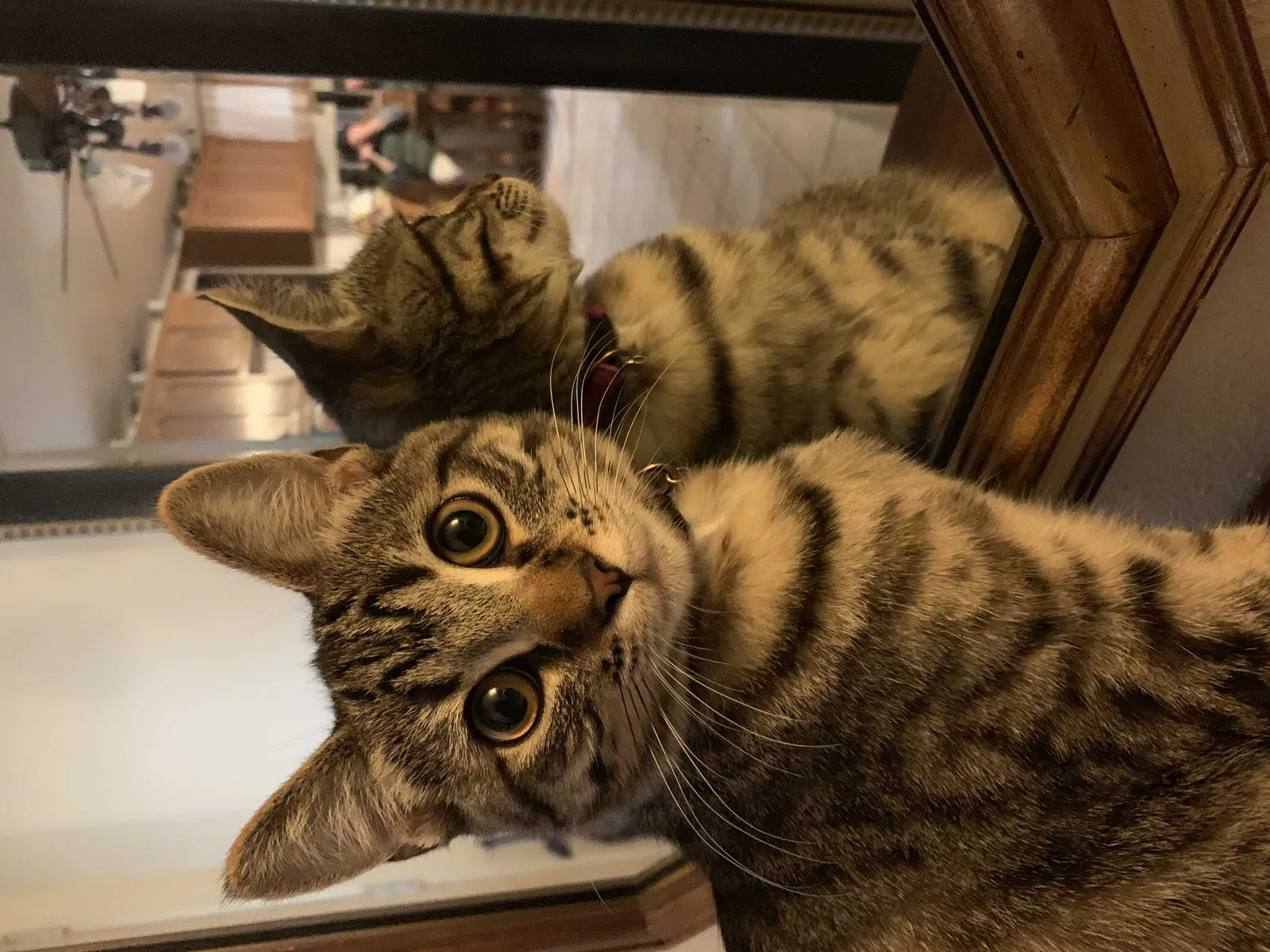 Lost cat in Tucson, AZ, 85712