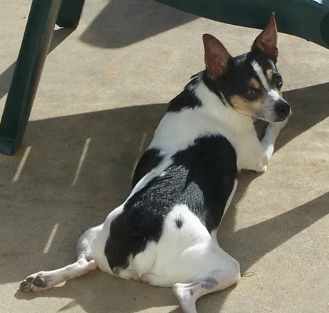 Lost dog in Seattle, WA, 98121