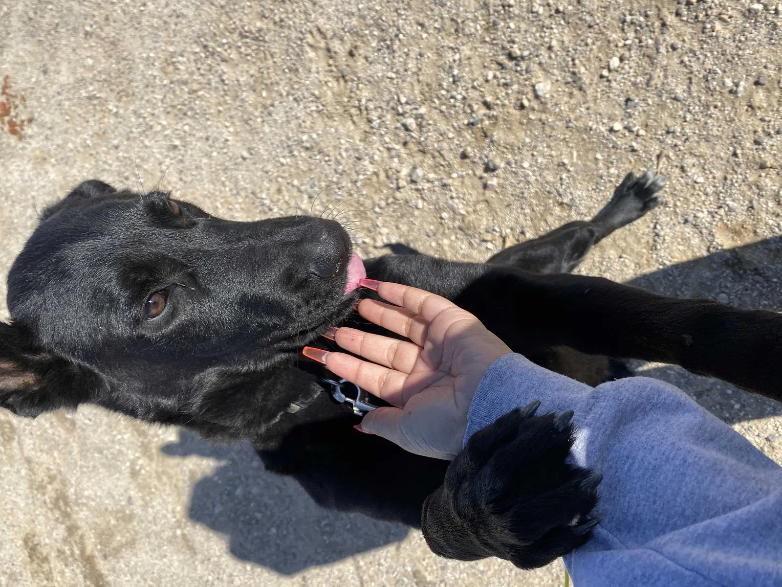 Lost dog in San Bernardino, CA, 92404