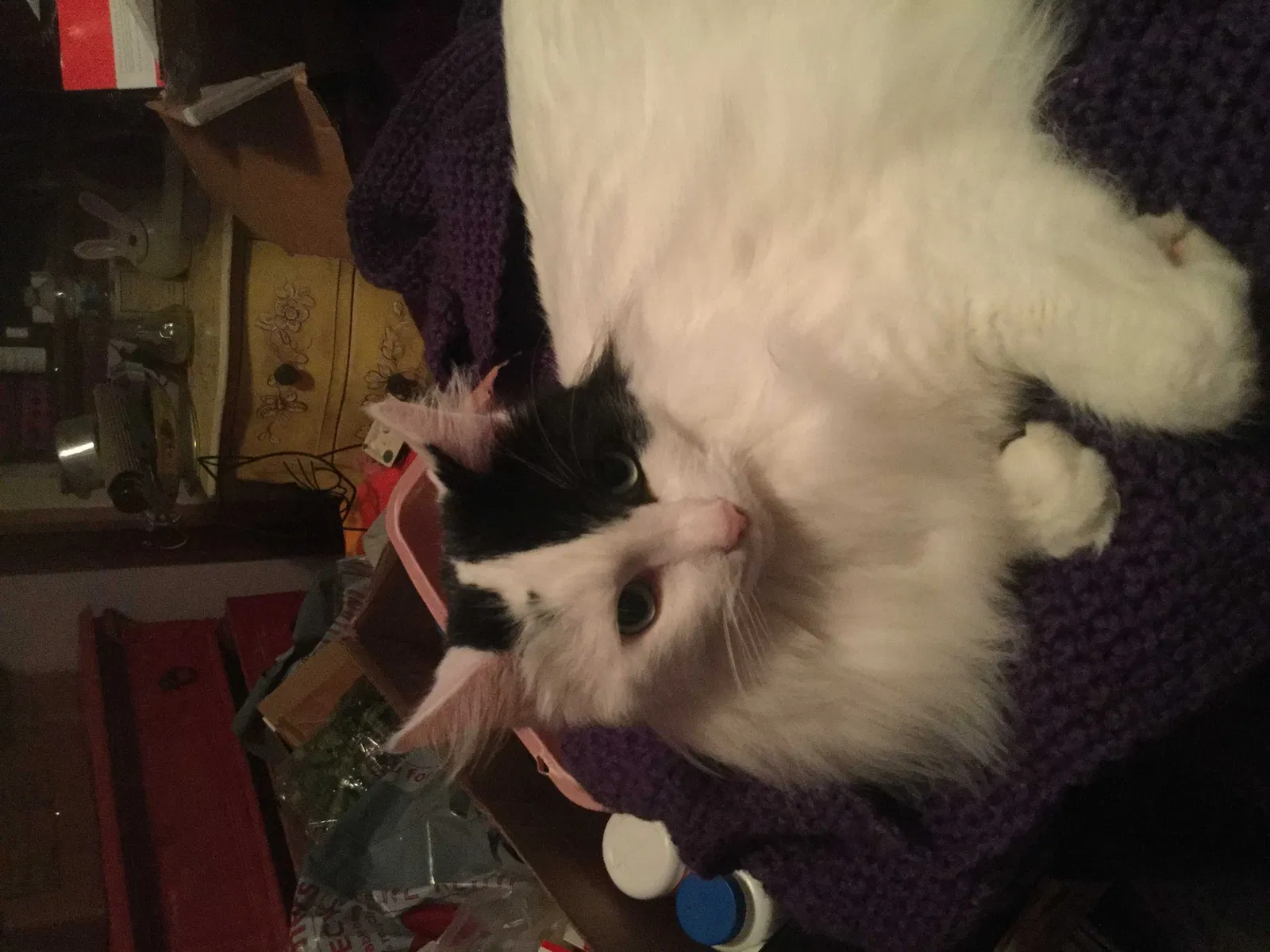 Lost cat in San Jose, CA, 95129