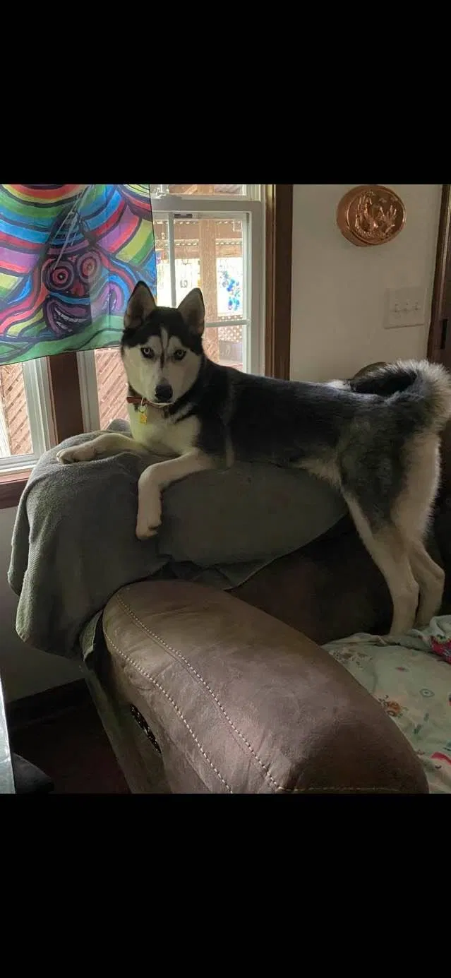 Lost dog in Greenbrier, TN, 37073