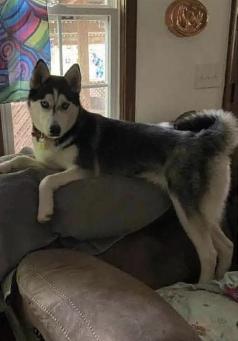 Lost dog in Greenbrier, TN, 37073