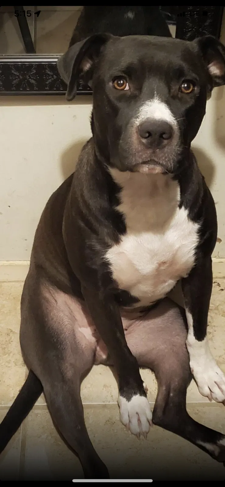 Lost dog in Austin, TX, 78753