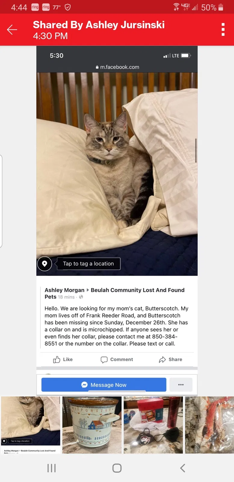 Lost cat in Pensacola, FL, 32526