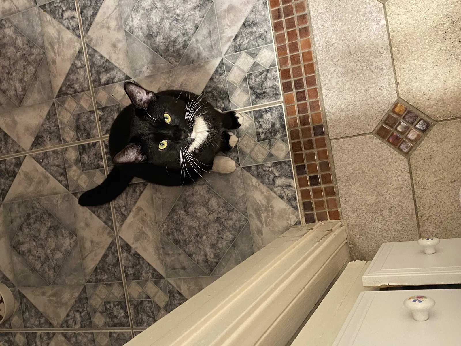 Lost cat in Anaheim, CA, 92805