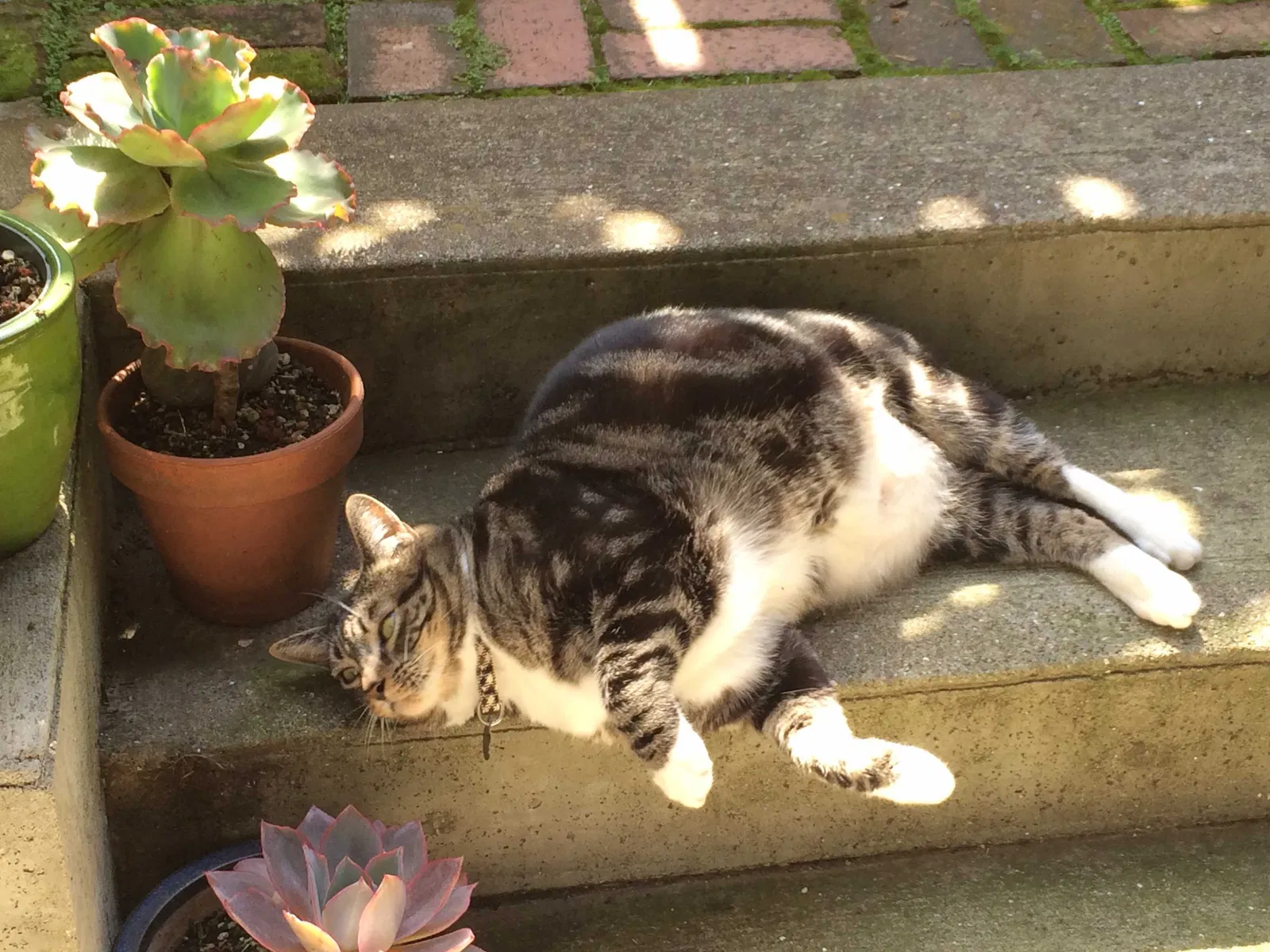 Lost cat in San Francisco, CA, 94110