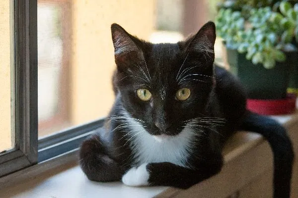 Lost cat in Tampa, FL, 33614