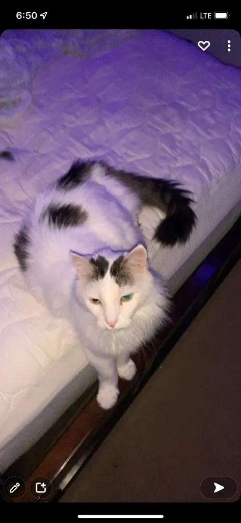 Lost cat in Argyle, TX, 76226