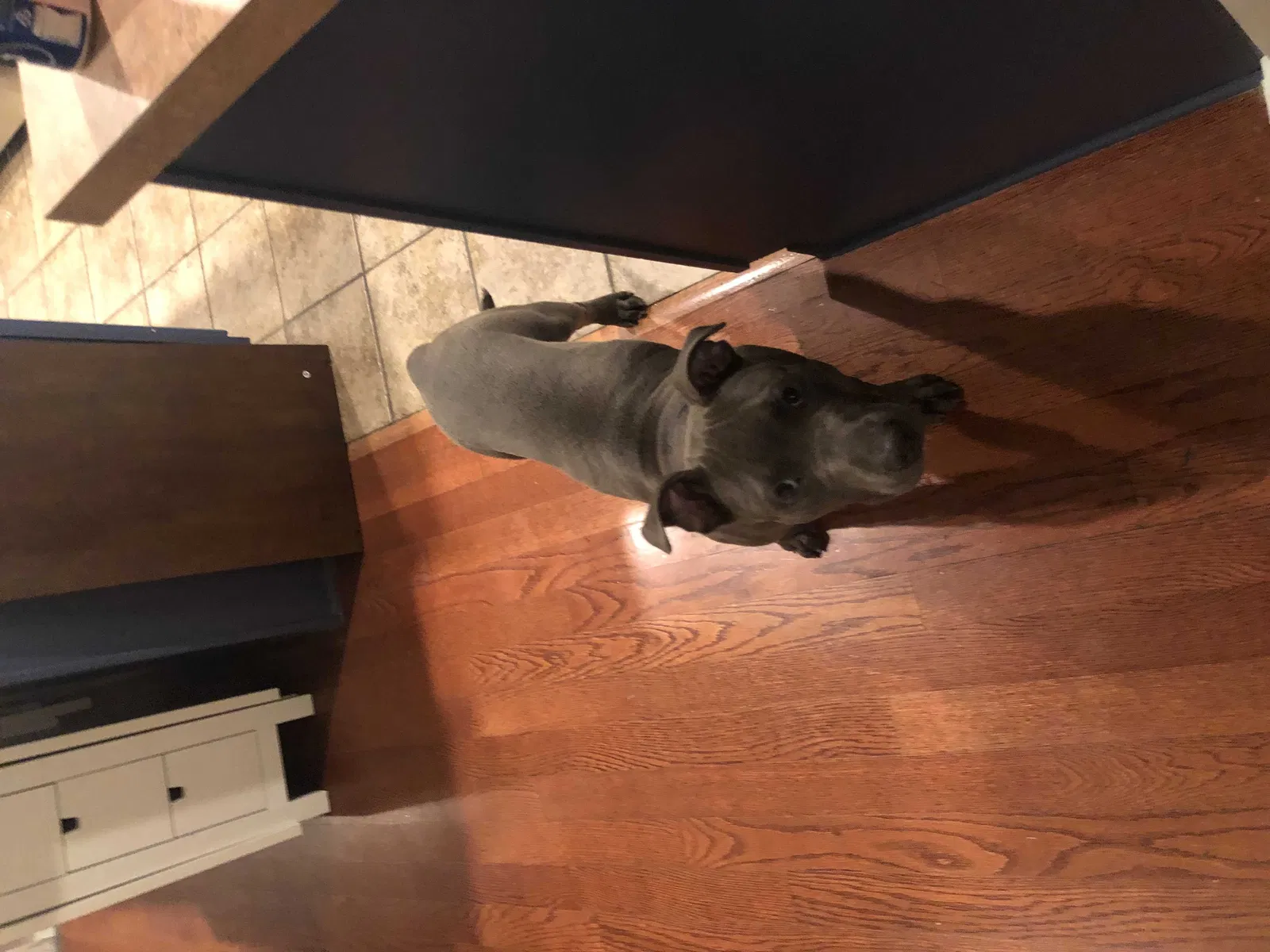 Found dog in Goose Creek, SC, 29445