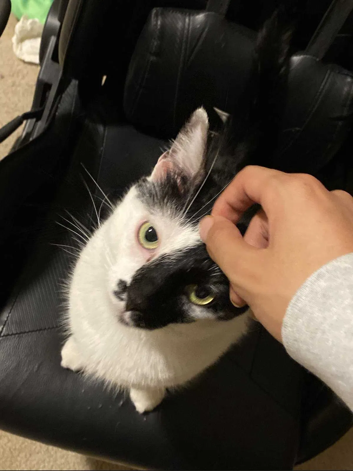 Lost cat in Fort Worth, TX, 76123