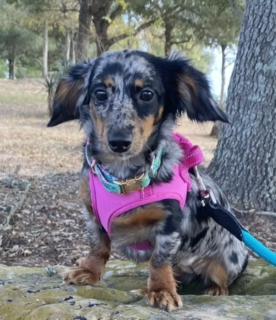 Lost dog in Sour Lake, TX, 77659