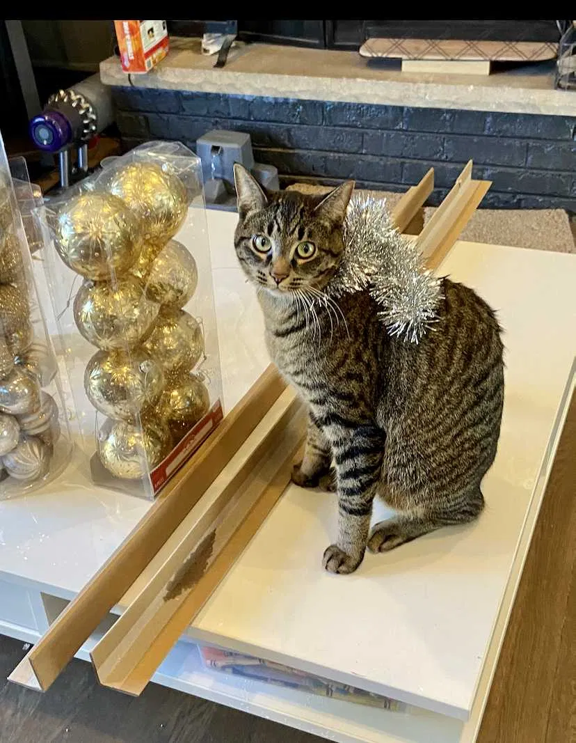 Lost cat in Crystal Lake, IL, 60014