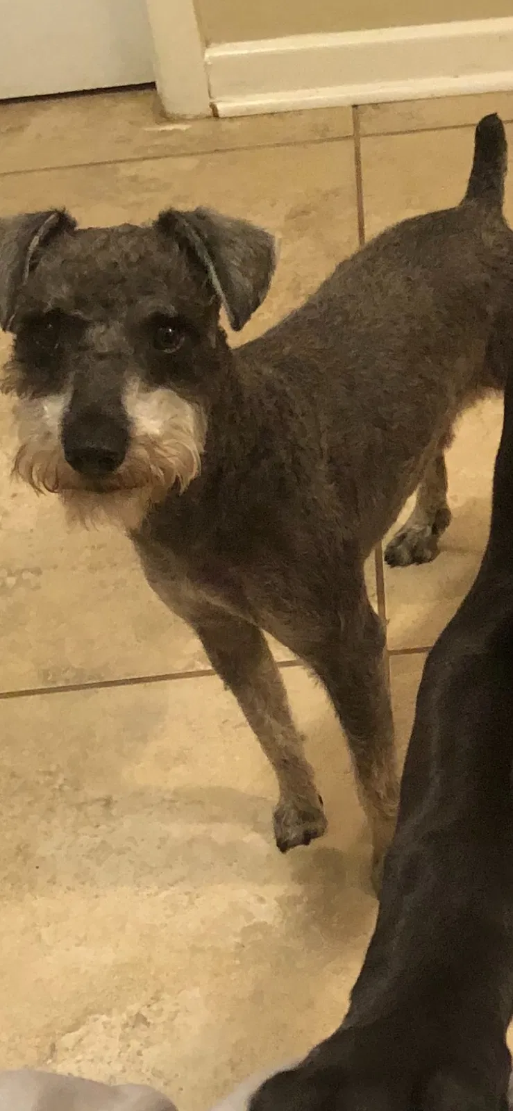 Lost dog in Baton Rouge, LA, 70808