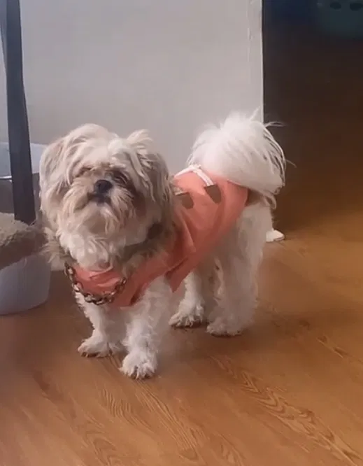 Lost dog in Baton Rouge, LA, 70820