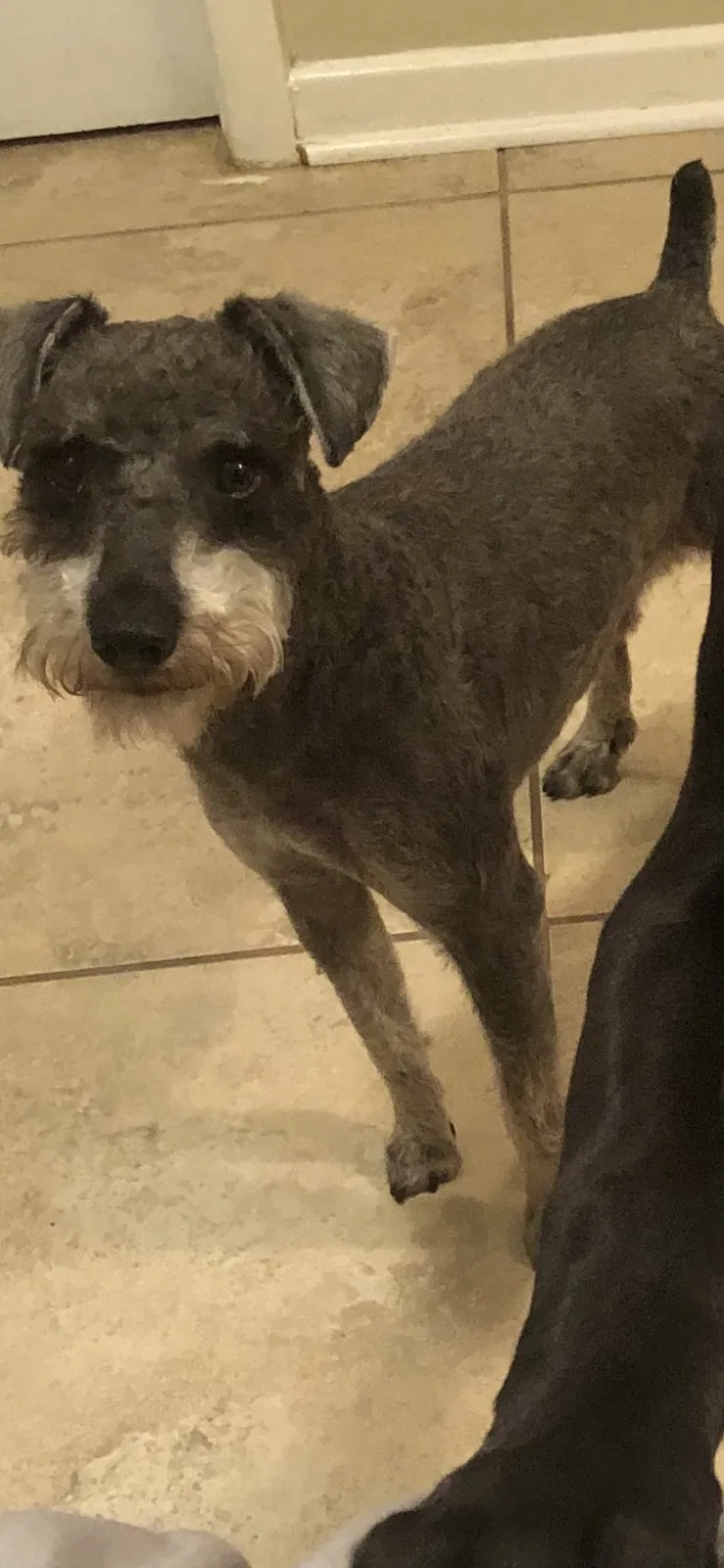 Lost dog in Baton Rouge, LA, 70808