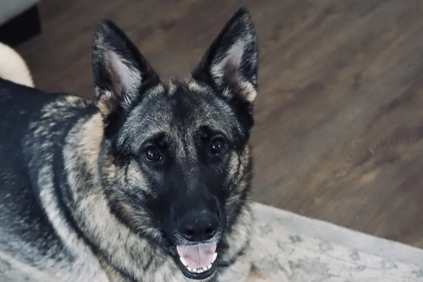 Lost dog in Georgetown, TX, 78628