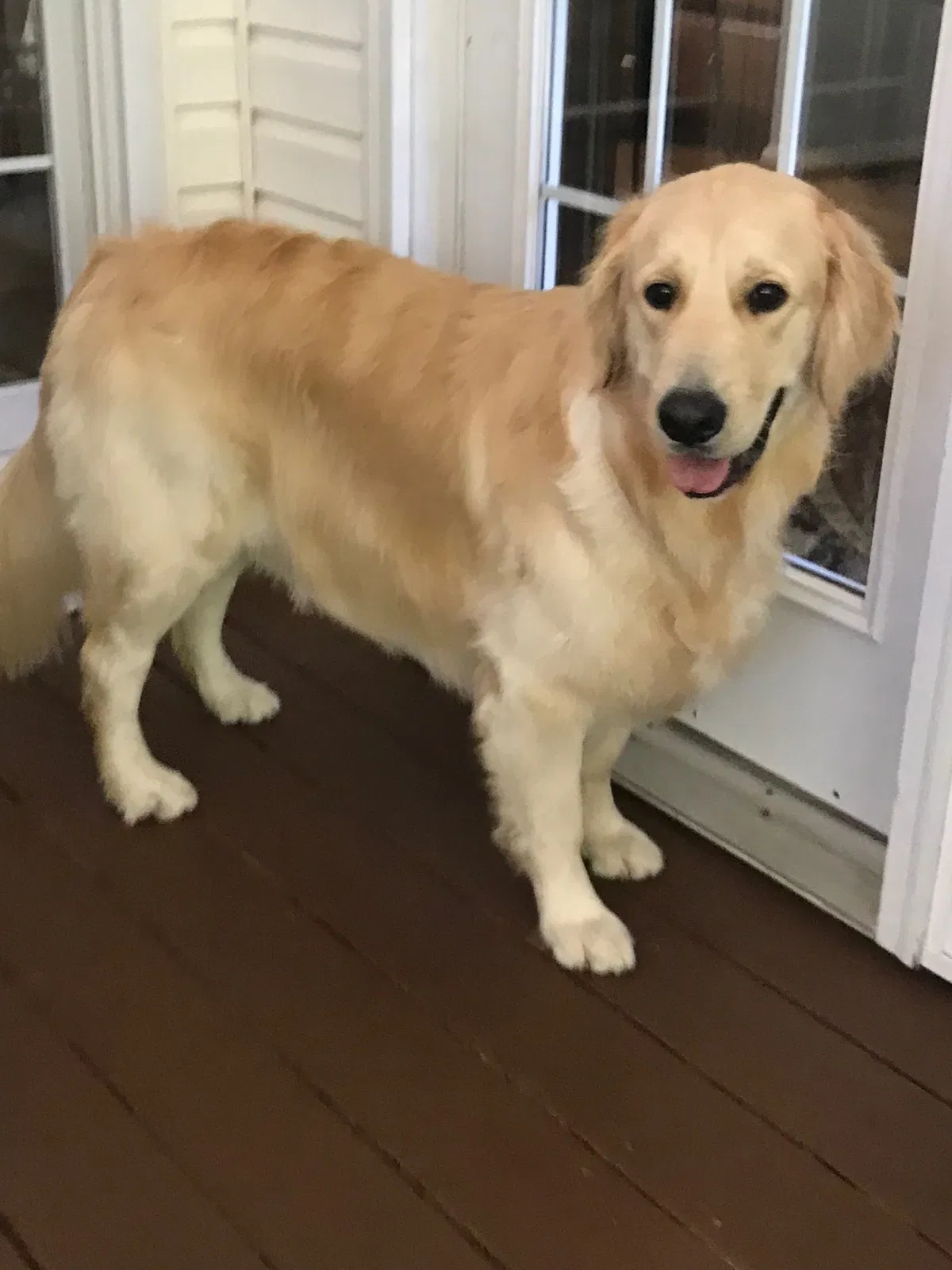 Lost dog in Smyrna, GA, 30082