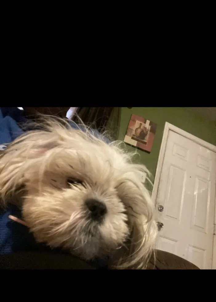 Lost dog in Camden, NJ, 8104