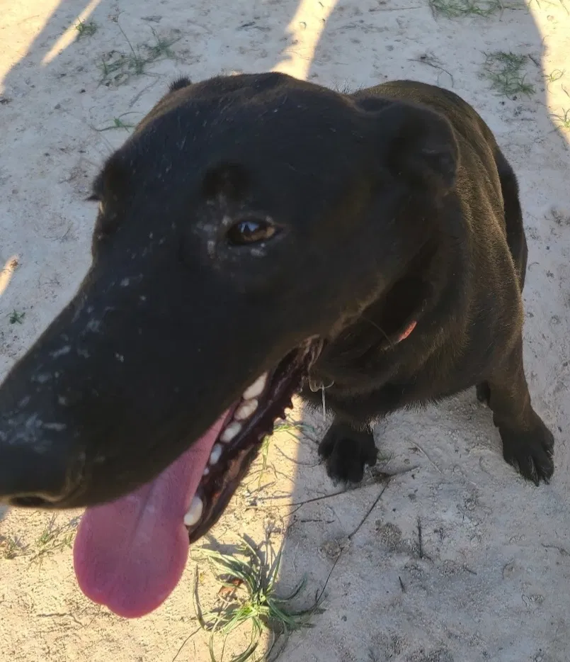 Lost dog in Liberty, TX, 77575