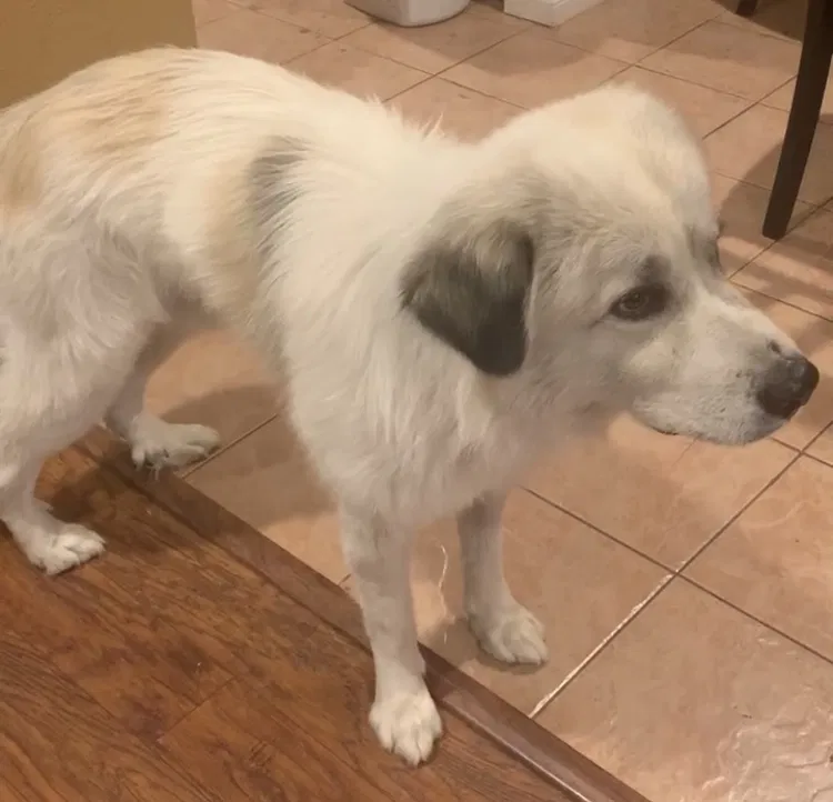 Lost dog in Rialto, CA, 92376