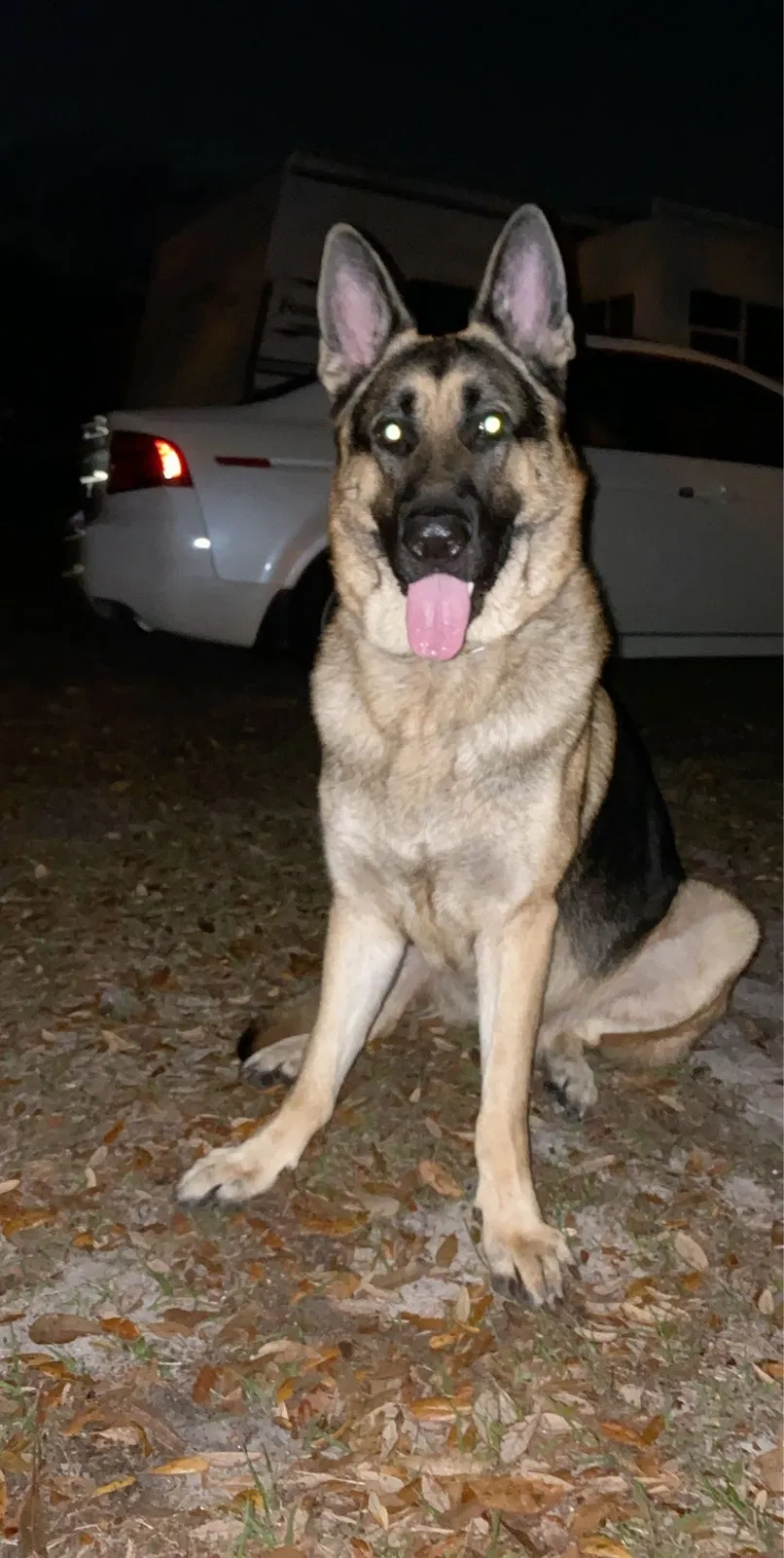Lost dog in Tampa, FL, 33610