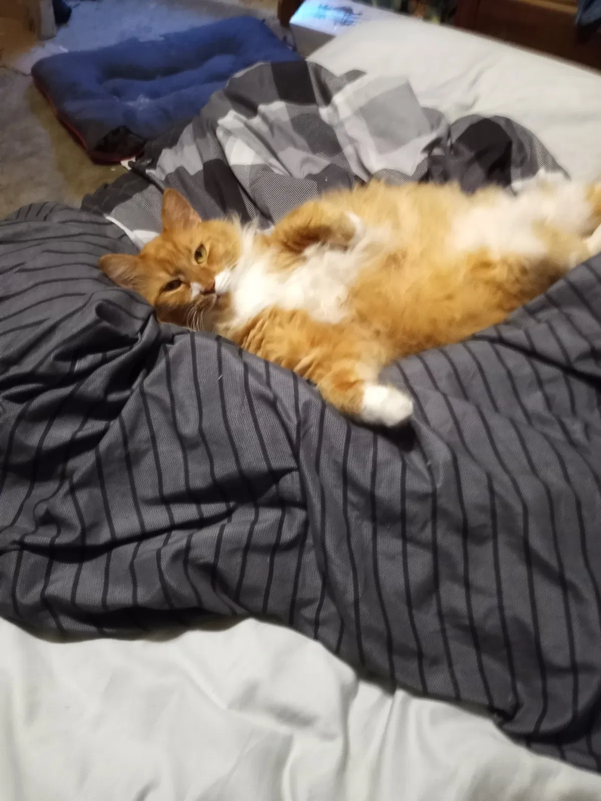 Lost cat in Jacksonville, FL, 32225