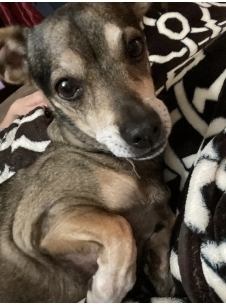 Lost dog in Lemoore, CA, 93245