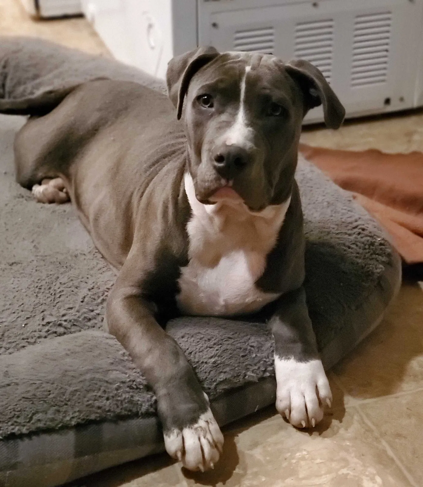 Lost dog in Indianapolis, IN, 46226
