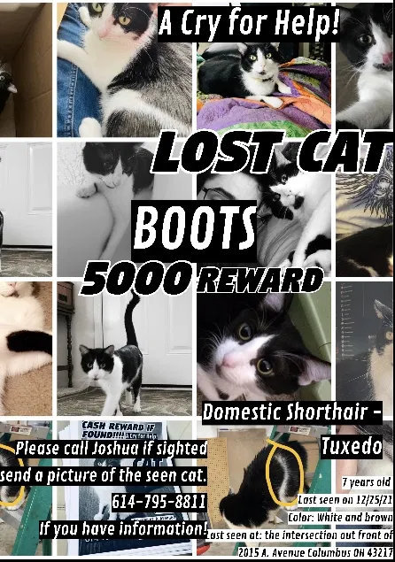 Lost cat in Columbus, OH, 43217
