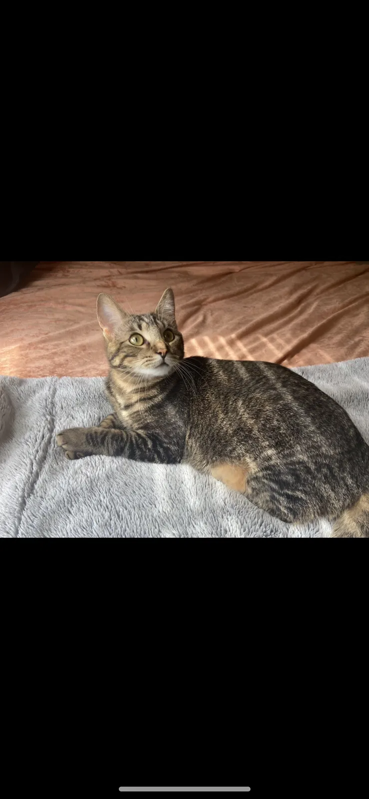Found cat in Virginia Beach, VA, 23454