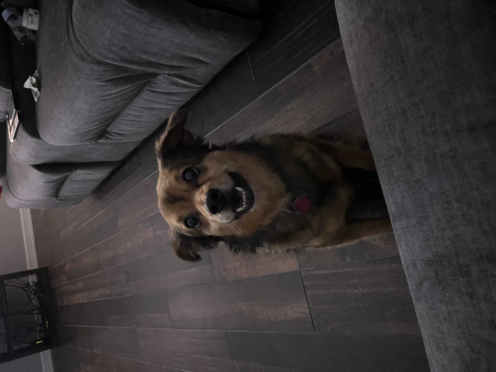 Lost dog in Mcallen, TX, 78501