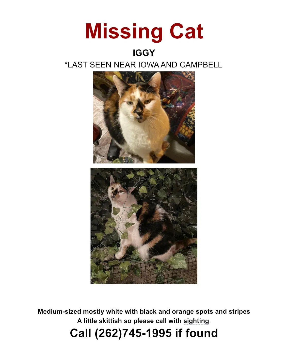 Lost cat in Chicago, IL, 60622